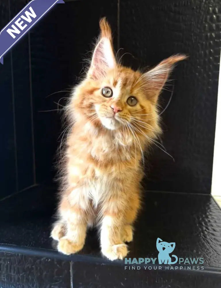 Lalli Maine Coon female red live animals