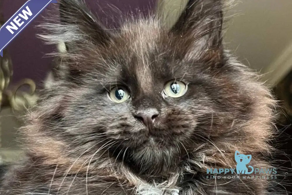 Lamber Maine Coon male black with white - live animals