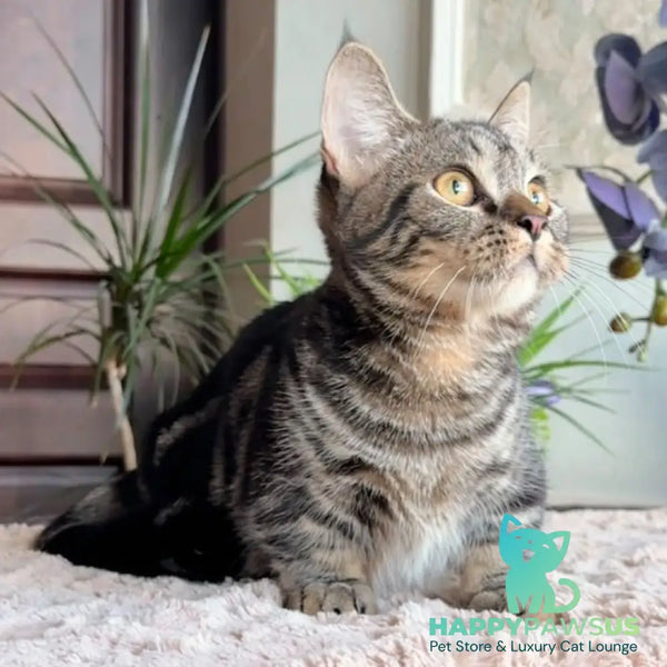 Lambert Munchkin male black spotted tabby - live animals