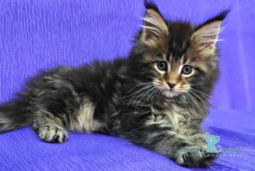 Lamborghini Maine Coon female black tabby live animals