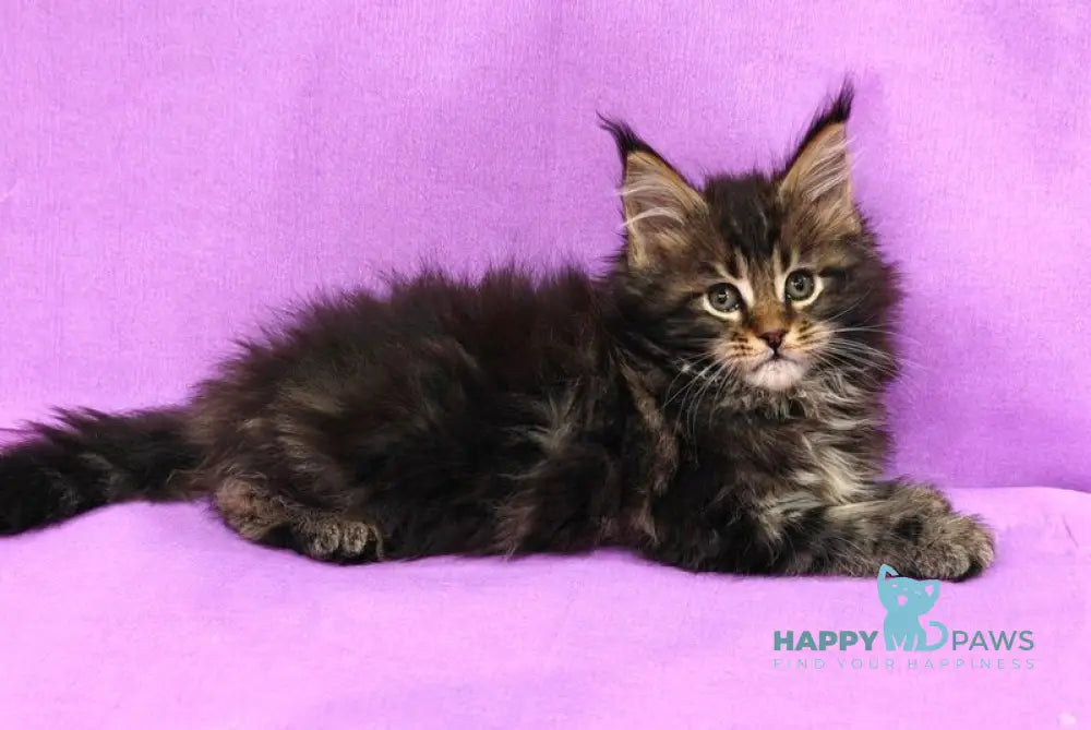 Lamborghini Maine Coon female black tabby live animals
