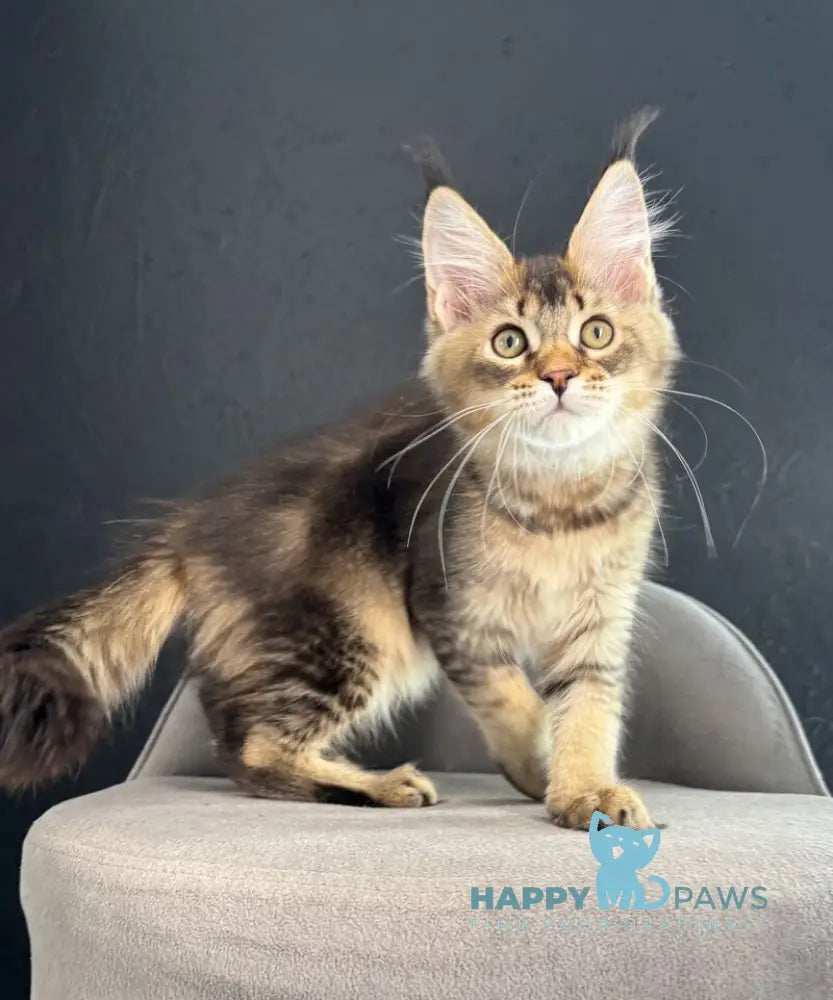 Lamia Maine Coon female black silver spotted tabby live animals