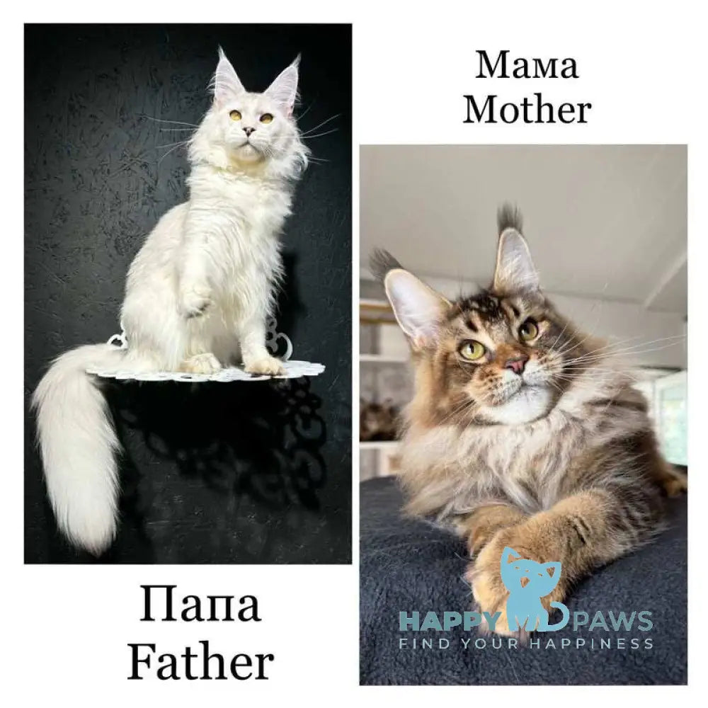 Lamia Maine Coon female black silver spotted tabby live animals