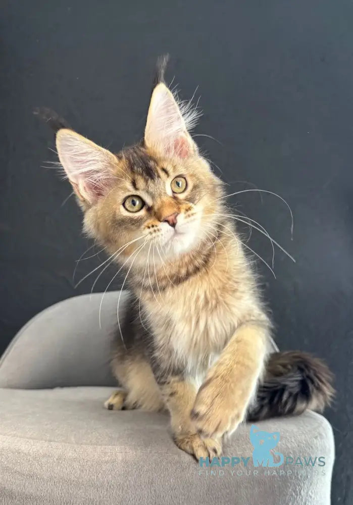 Lamia Maine Coon female black silver spotted tabby live animals