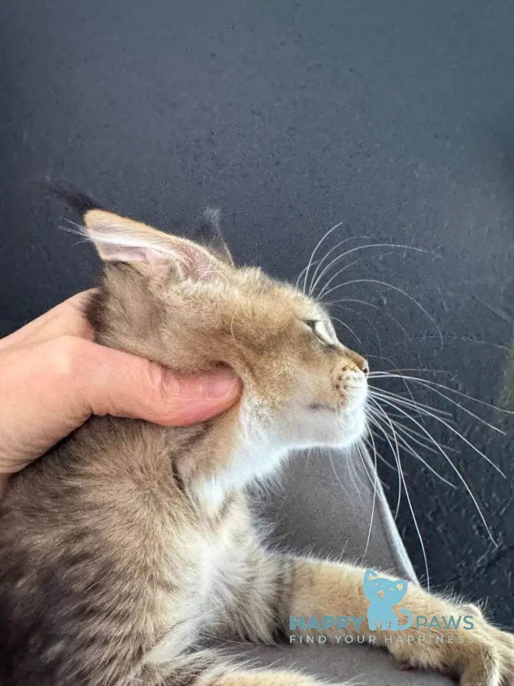 Lamia Maine Coon female black silver spotted tabby live animals