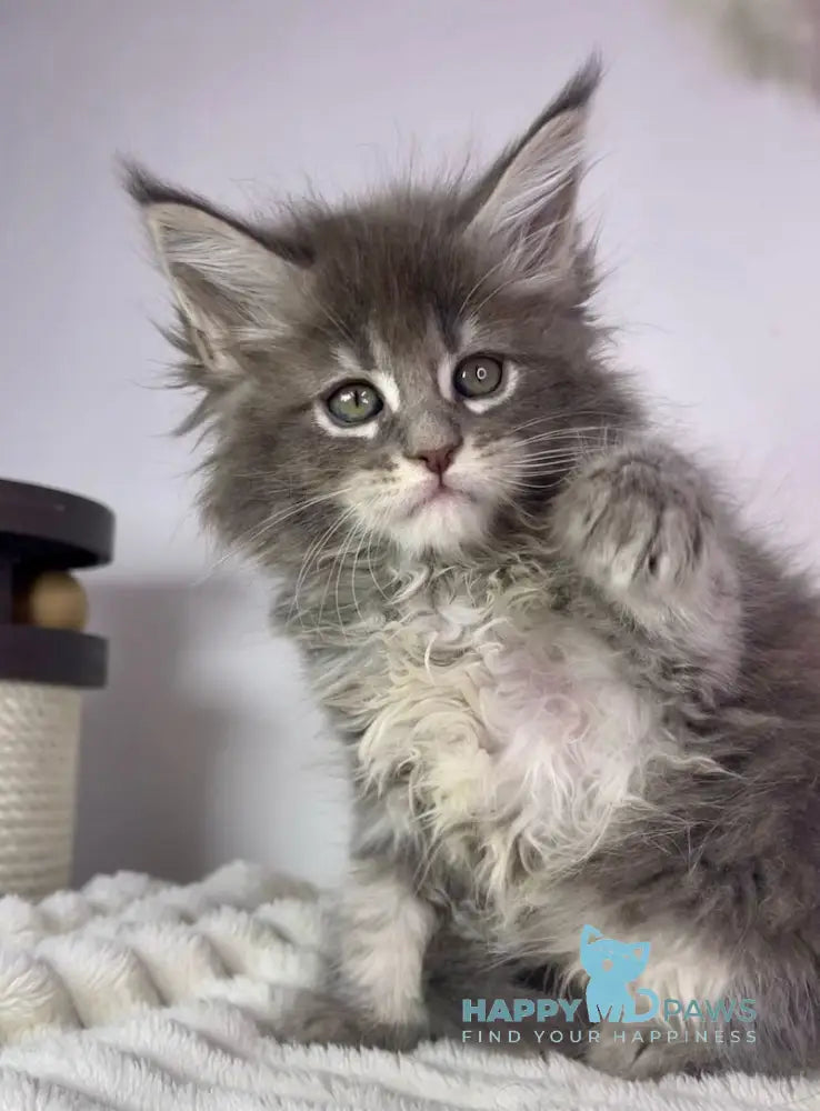 Lamia Maine Coon female blue tabby live animals