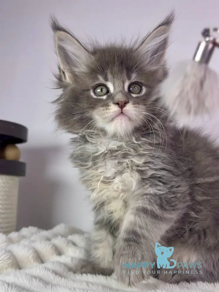 Lamia Maine Coon female blue tabby live animals