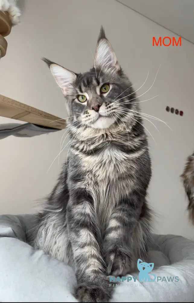 Lamia Maine Coon female blue tabby live animals