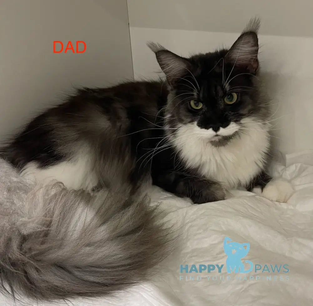 Lamia Maine Coon female blue tabby live animals