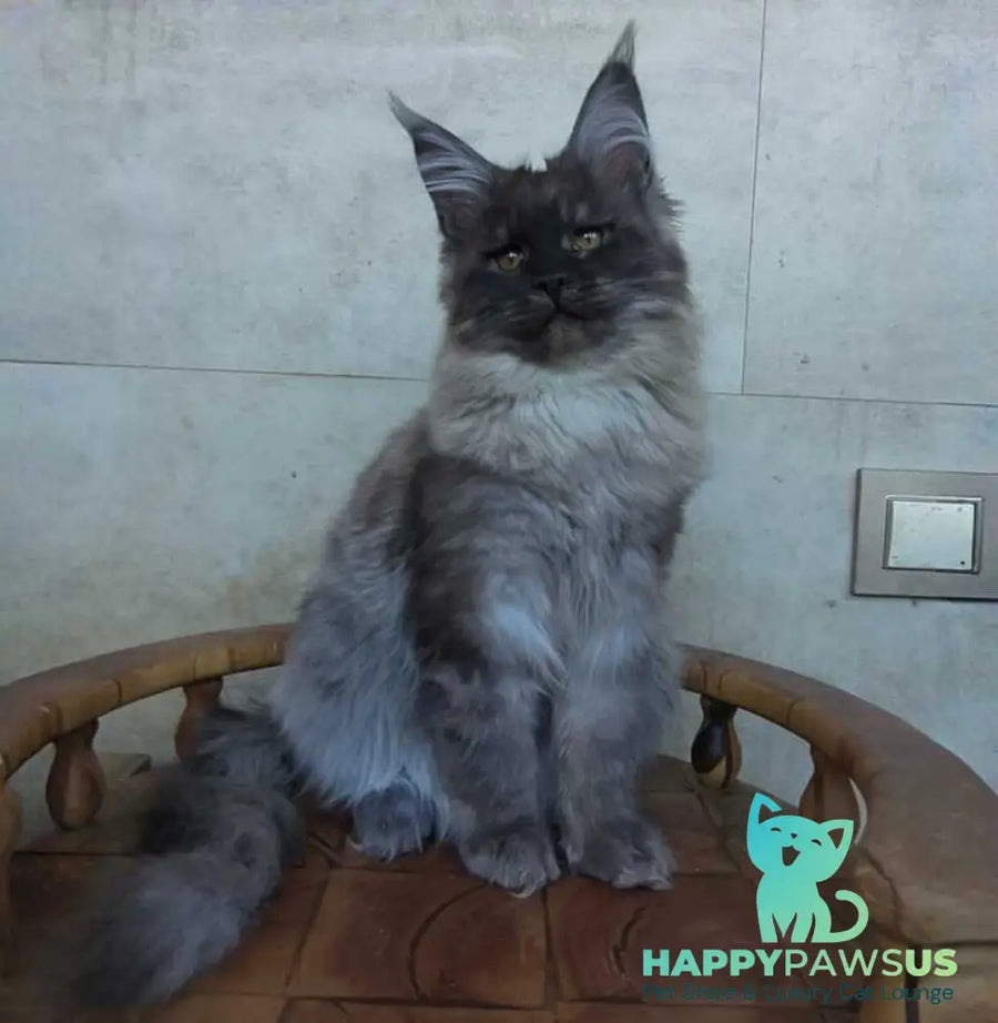 Lamira Maine Coon female black silver - live animals