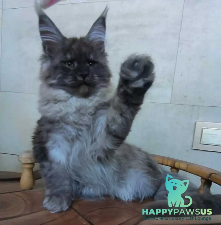 Lamira Maine Coon female black silver - live animals