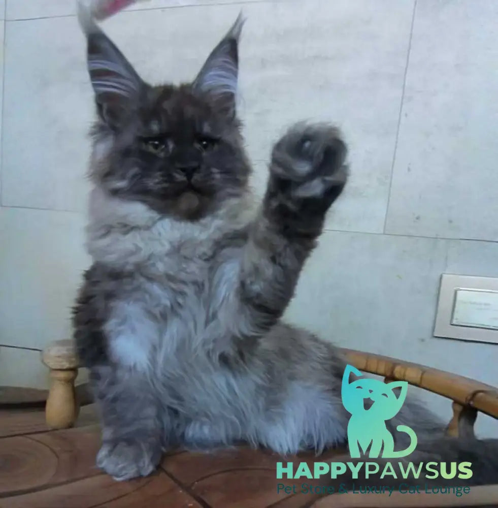 Lamira Maine Coon female black silver - live animals