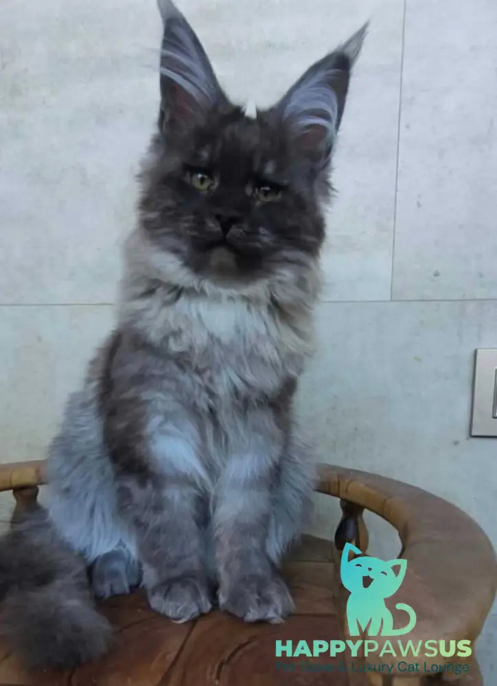 Lamira Maine Coon female black silver - live animals