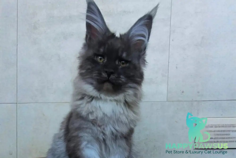 Lamira Maine Coon female black silver - live animals