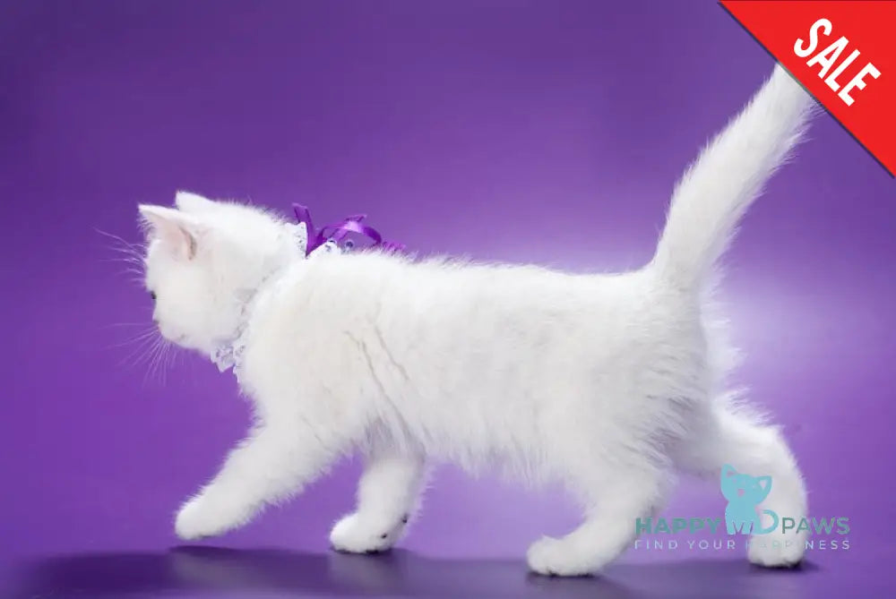 Lamya British Shorthair female black silver shaded live animals