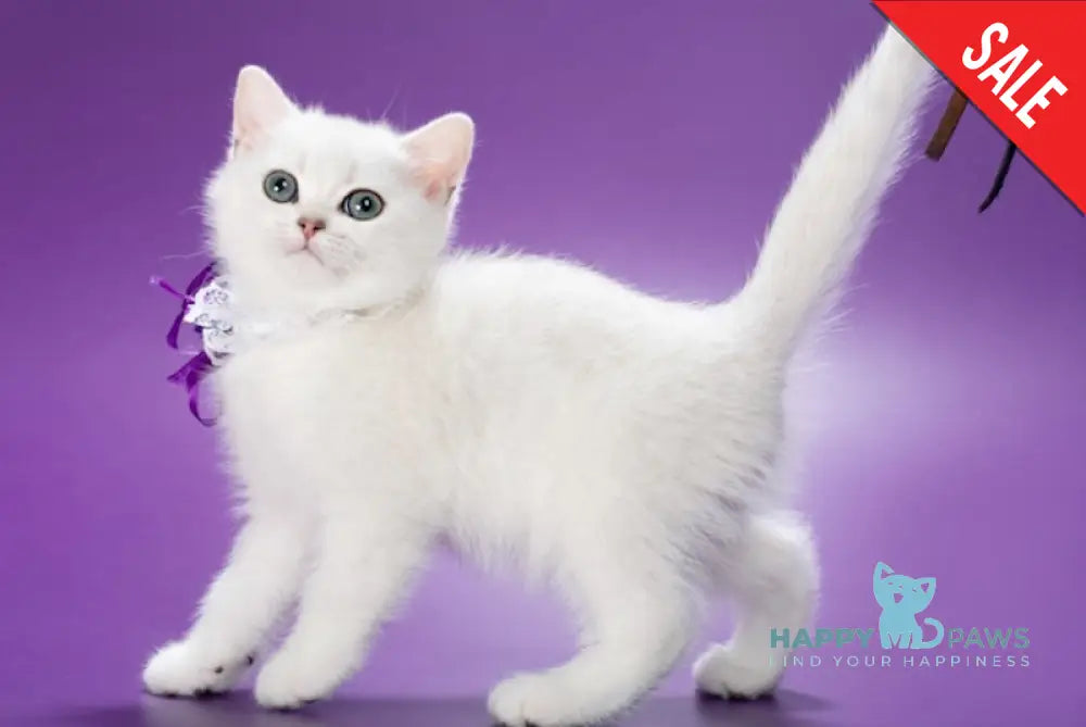 Lamya British Shorthair female black silver shaded live animals