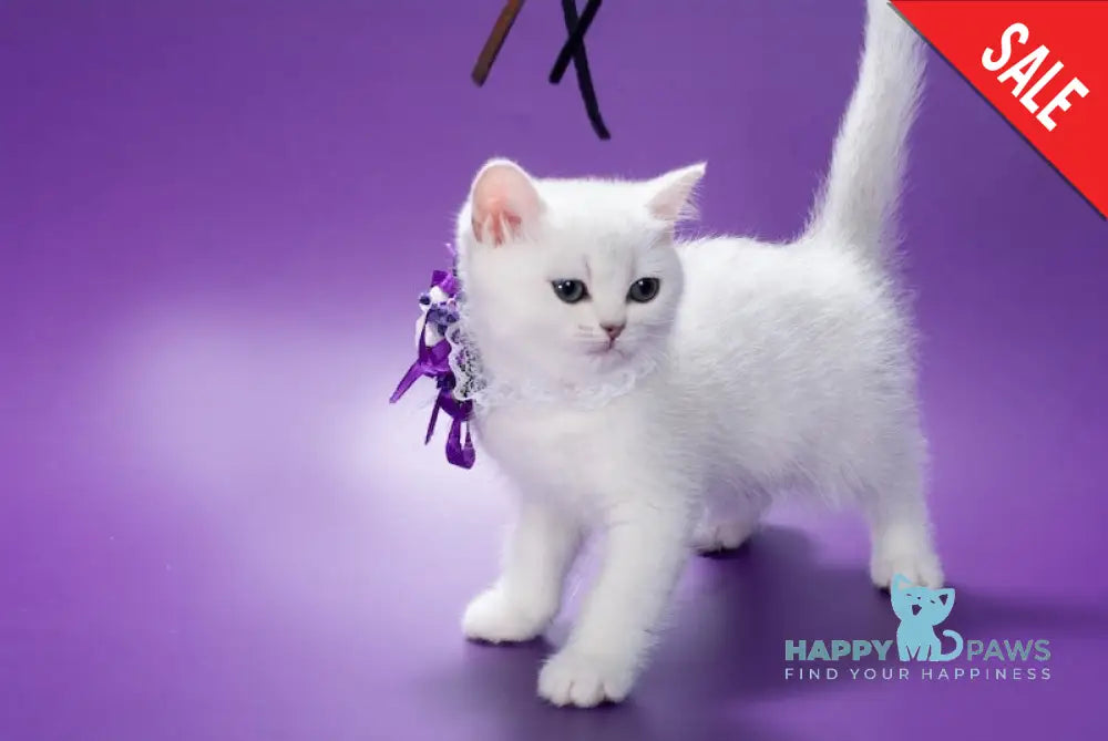 Lamya British Shorthair female black silver shaded live animals