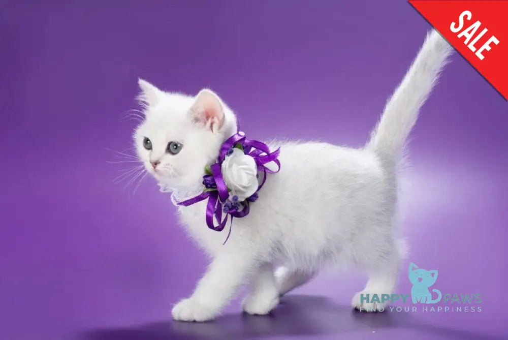 Lamya British Shorthair female black silver shaded live animals