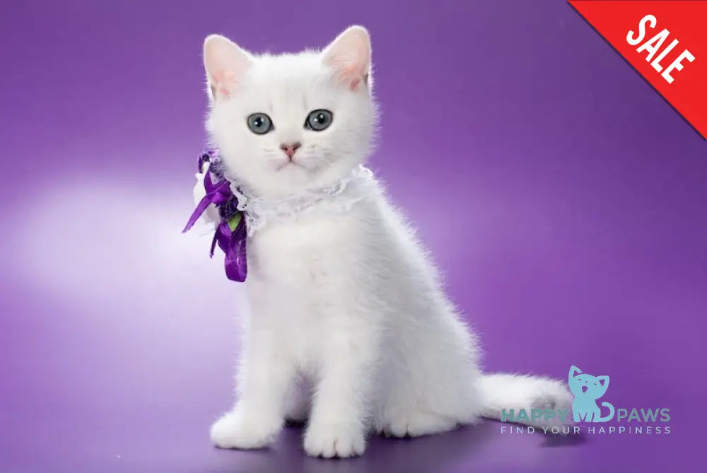 Lamya British Shorthair female black silver shaded live animals