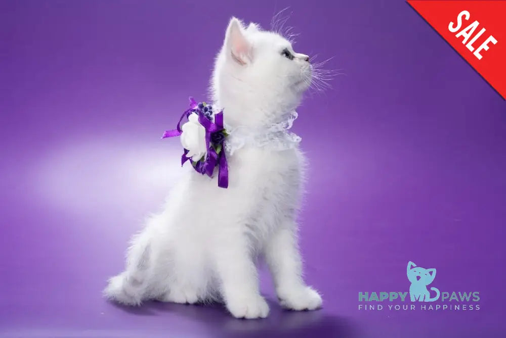 Lamya British Shorthair female black silver shaded live animals