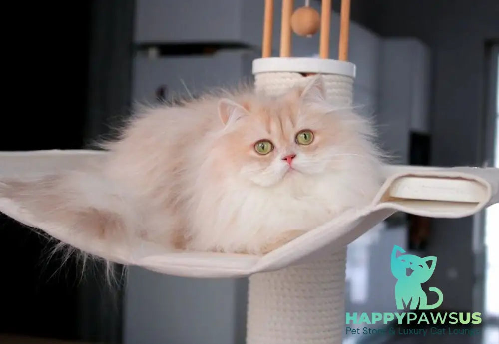 Lana British Longhair female lilac golden shaded live animals