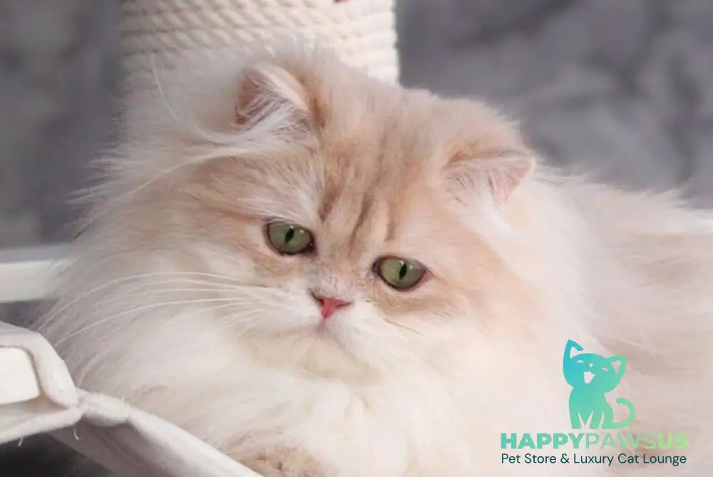Lana British Longhair female lilac golden shaded live animals