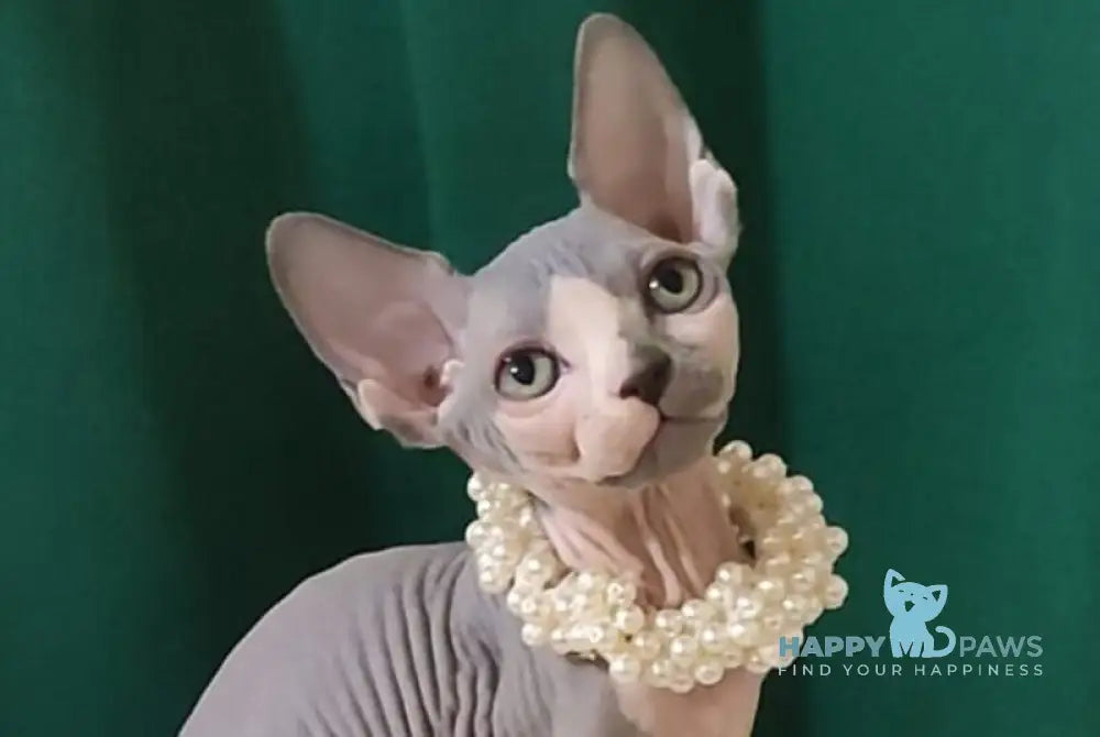 Lana Canadian Sphynx female blue bicolour live animals