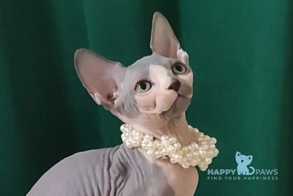 Lana Canadian Sphynx female blue bicolour live animals