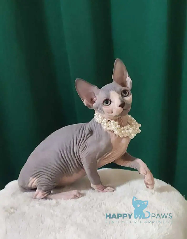 Lana Canadian Sphynx female blue bicolour live animals