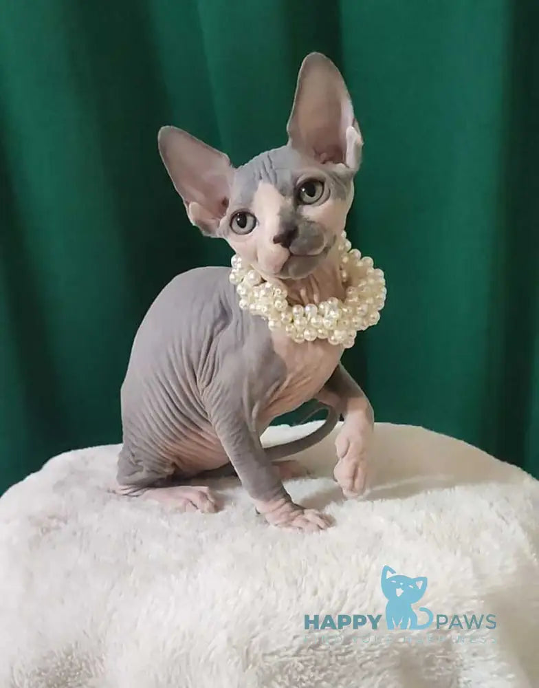 Lana Canadian Sphynx female blue bicolour live animals