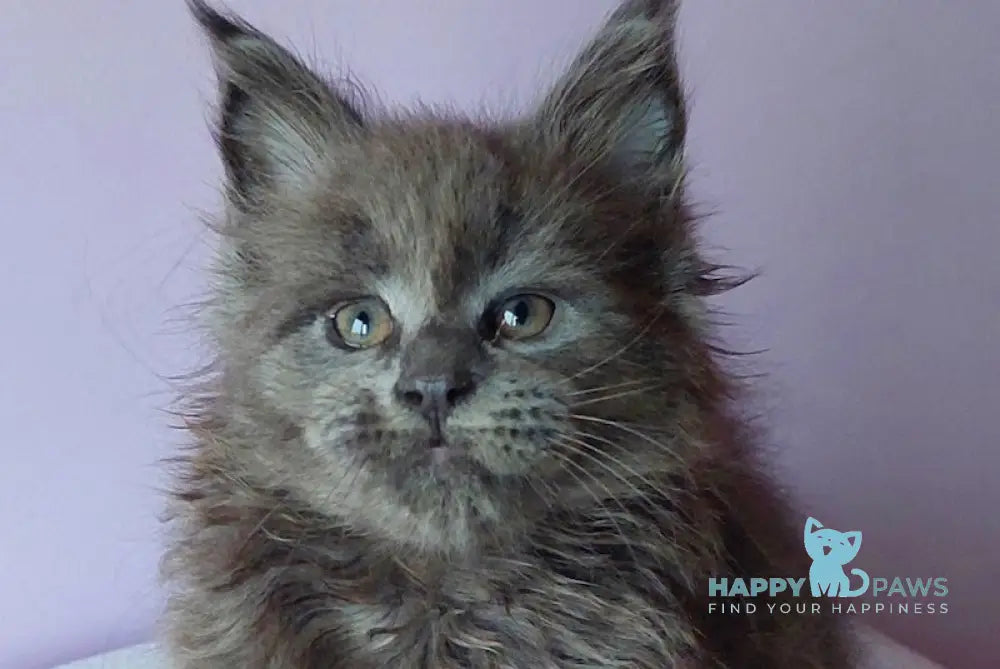 Lana Maine Coon Female Blue Live Animals