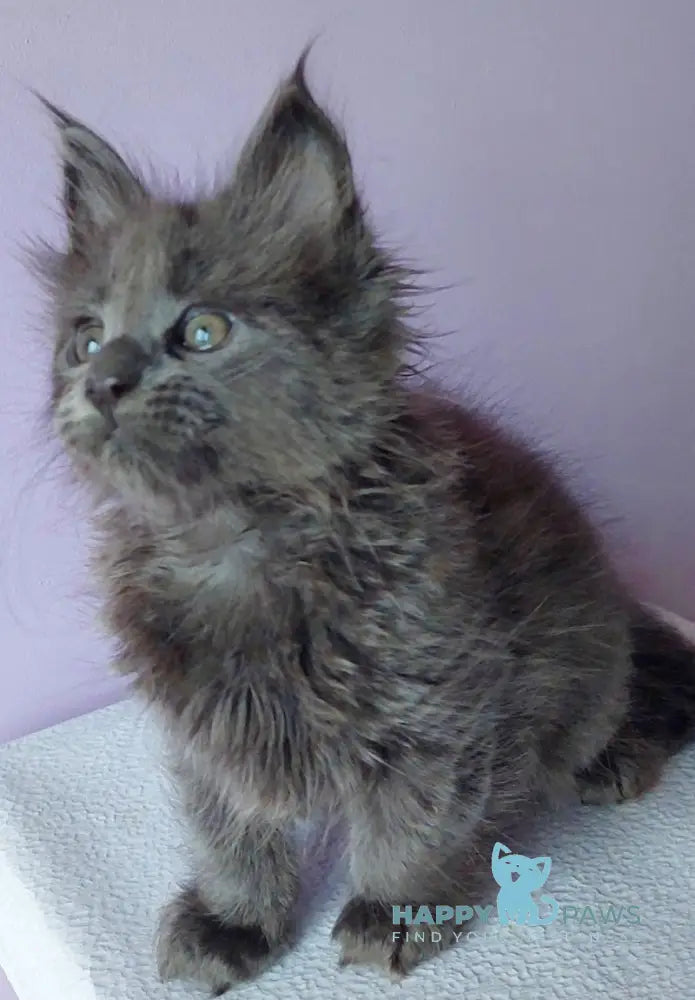 Lana Maine Coon Female Blue Live Animals