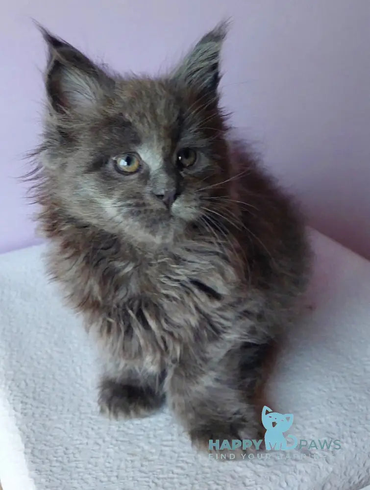 Lana Maine Coon Female Blue Live Animals