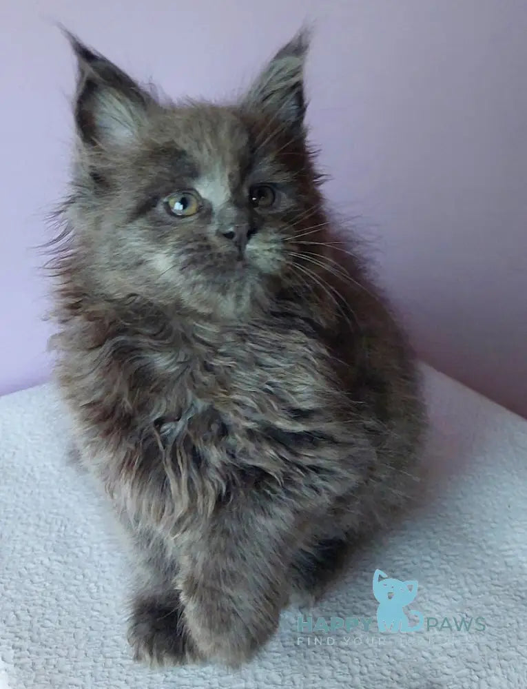 Lana Maine Coon Female Blue Live Animals