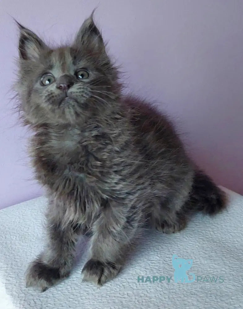 Lana Maine Coon Female Blue Live Animals