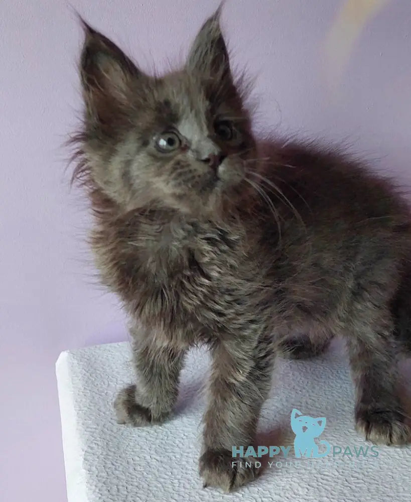 Lana Maine Coon Female Blue Live Animals