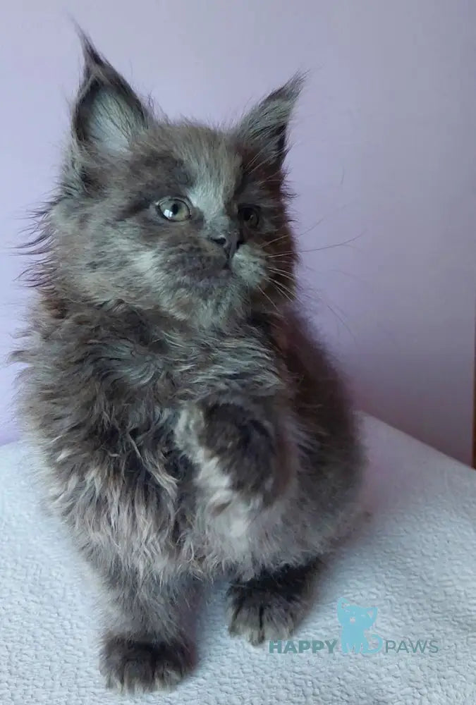 Lana Maine Coon Female Blue Live Animals