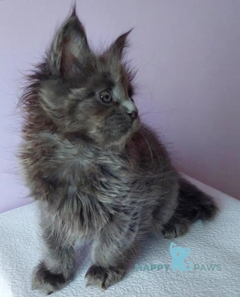 Lana Maine Coon Female Blue Live Animals