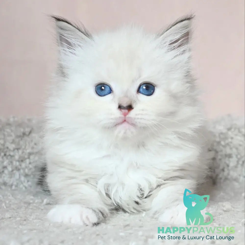 Lana Siberian female black tabby pointed with white - live animals