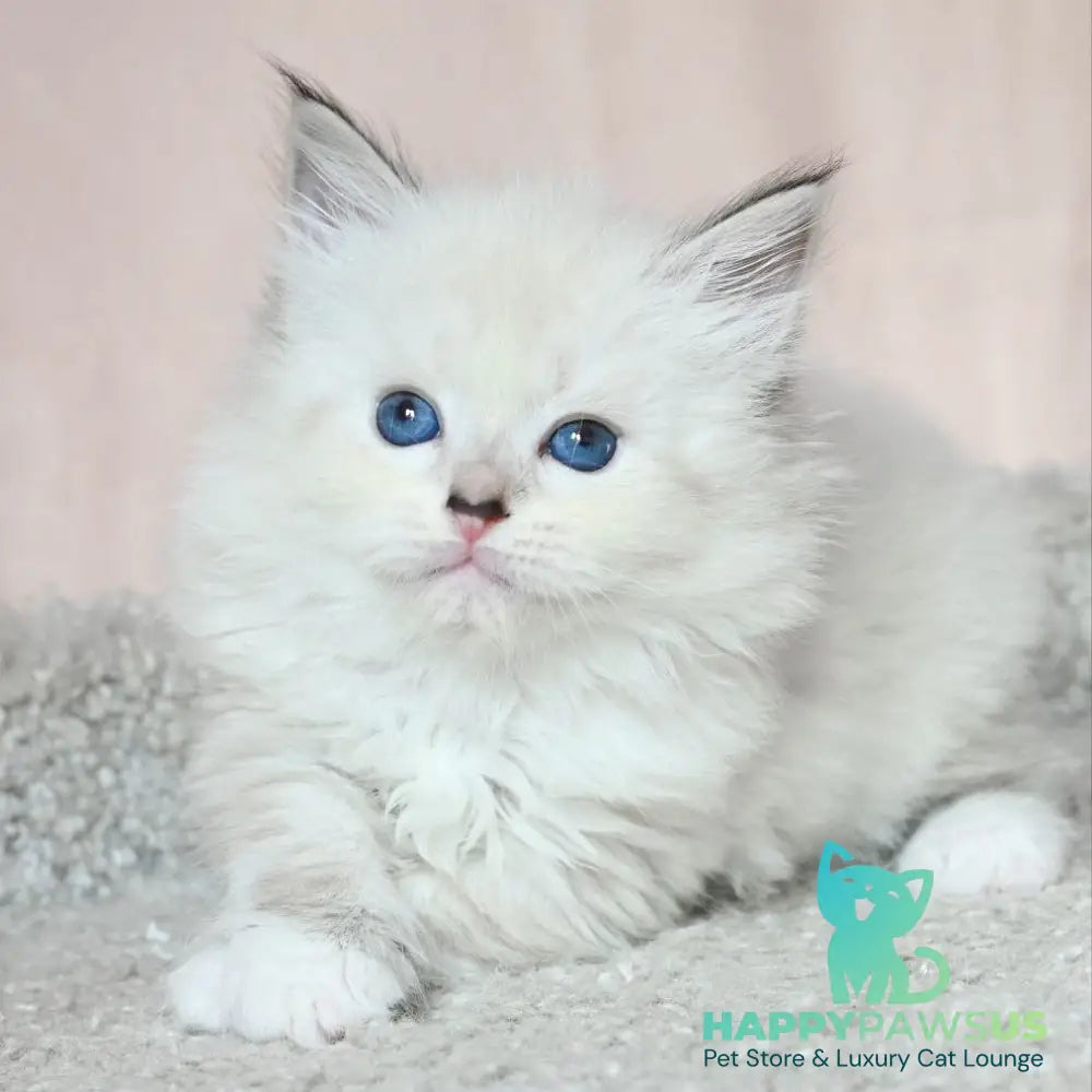 Lana Siberian female black tabby pointed with white - live animals