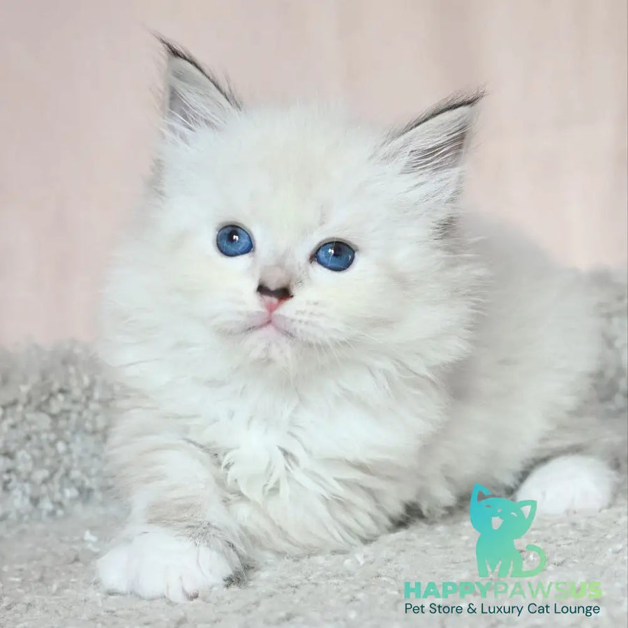Lana Siberian female black tabby pointed with white - live animals