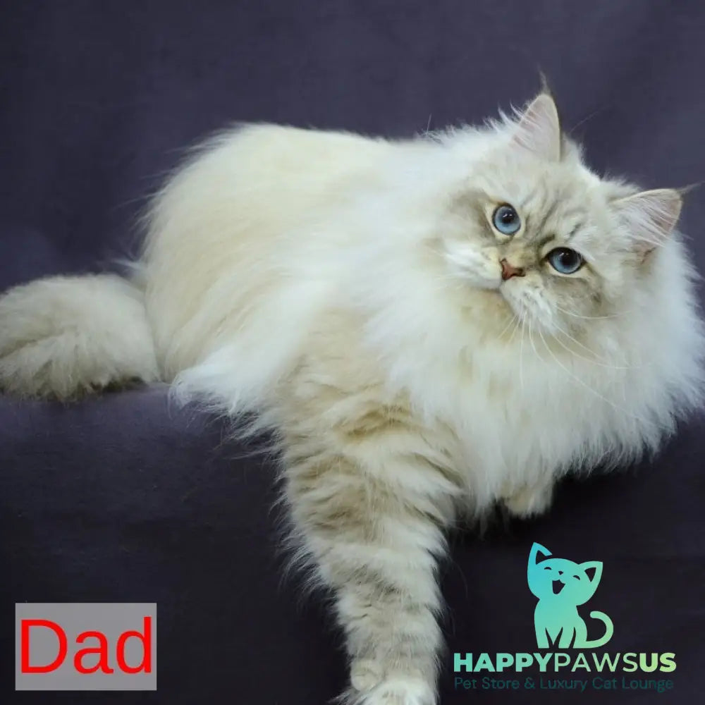 Lana Siberian female black tabby pointed with white - live animals