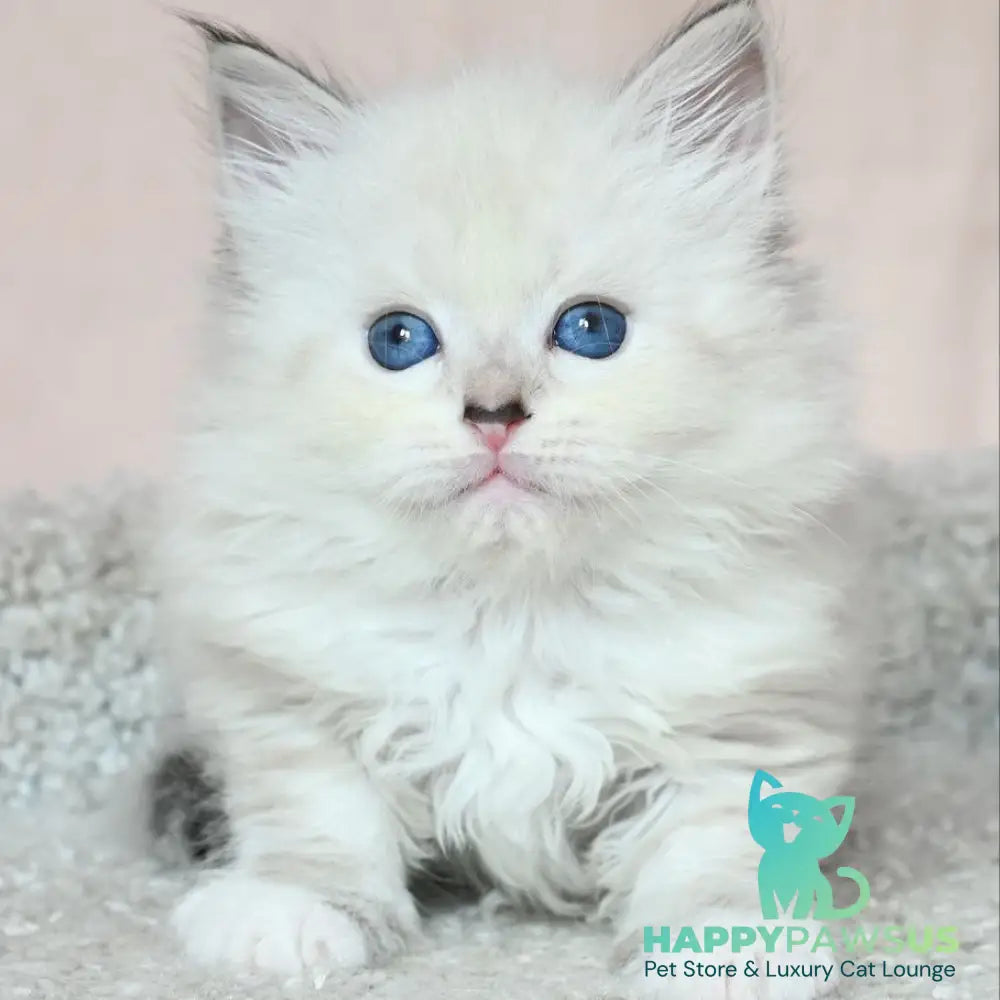 Lana Siberian female black tabby pointed with white - live animals
