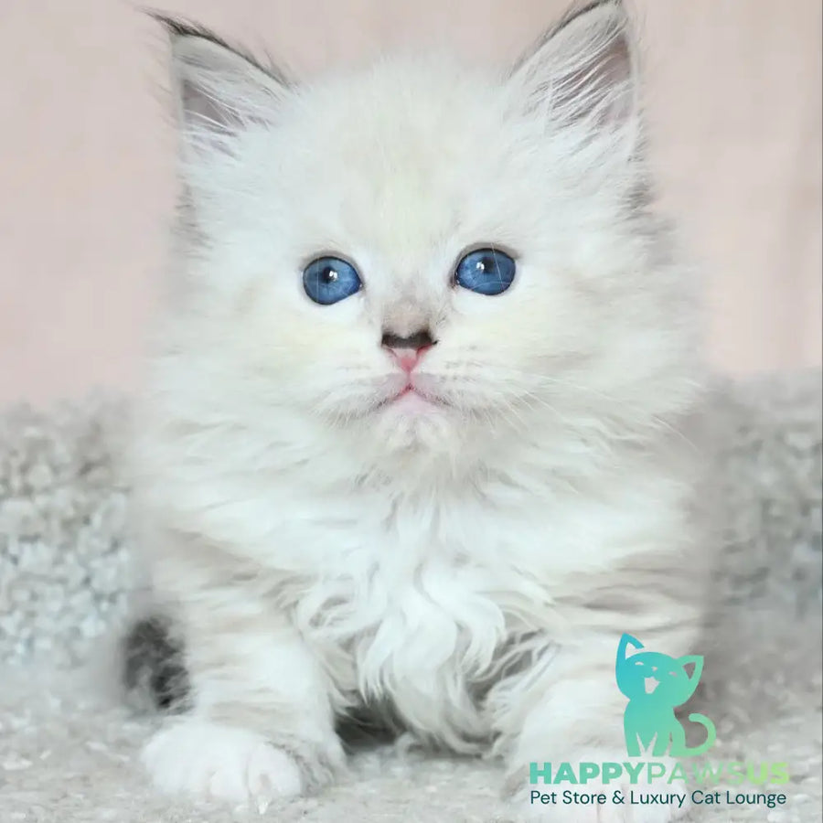 Lana Siberian female black tabby pointed with white - live animals