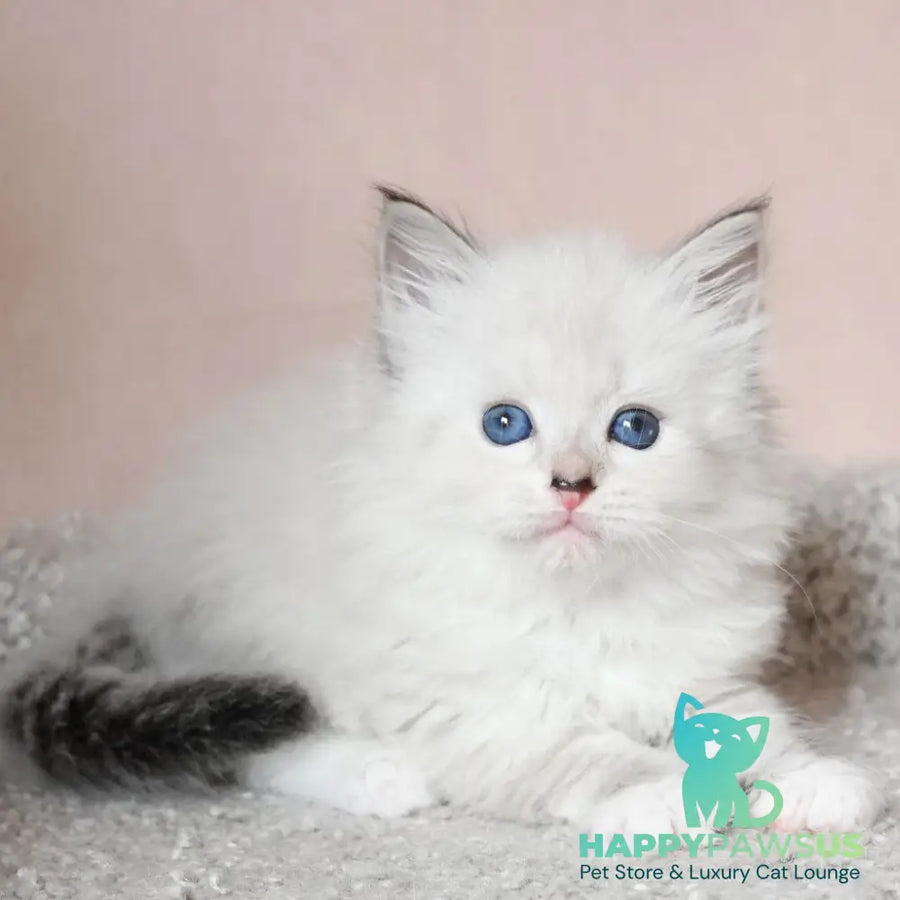 Lana Siberian female black tabby pointed with white - live animals