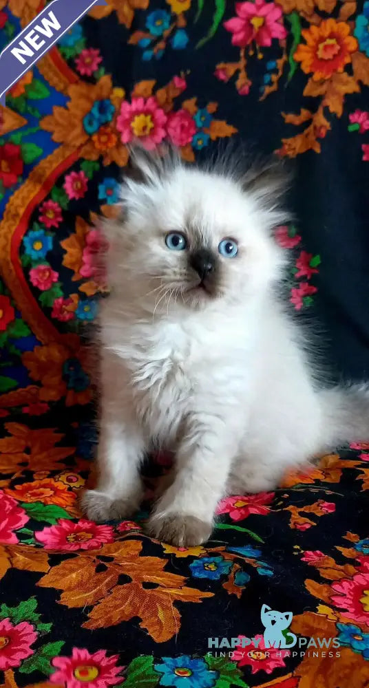 Langeron Siberian male black pointed live animals