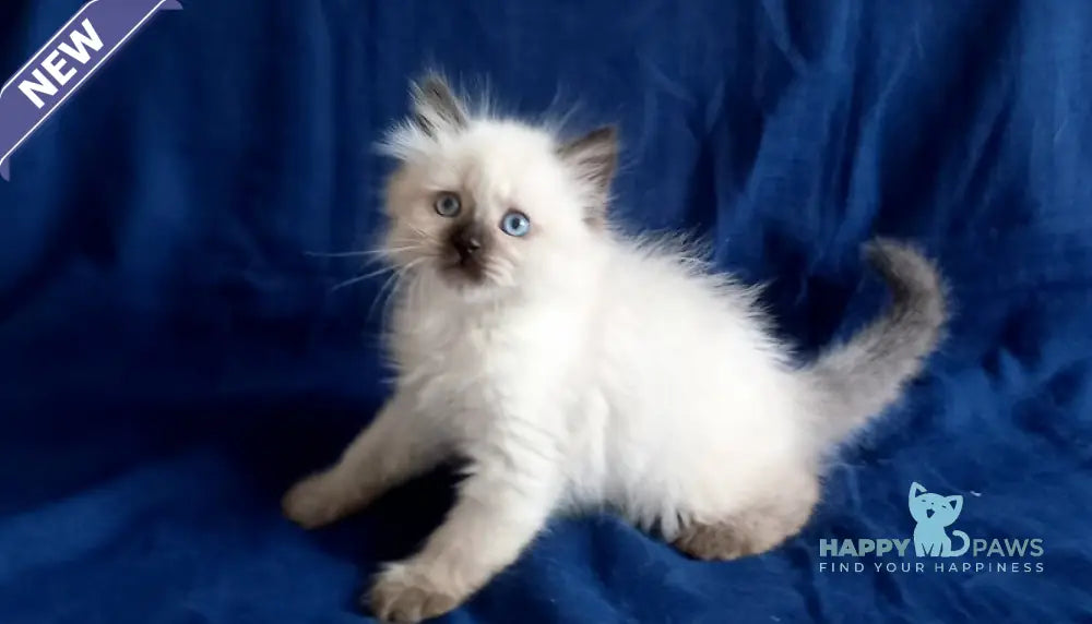 Langeron Siberian male black pointed live animals