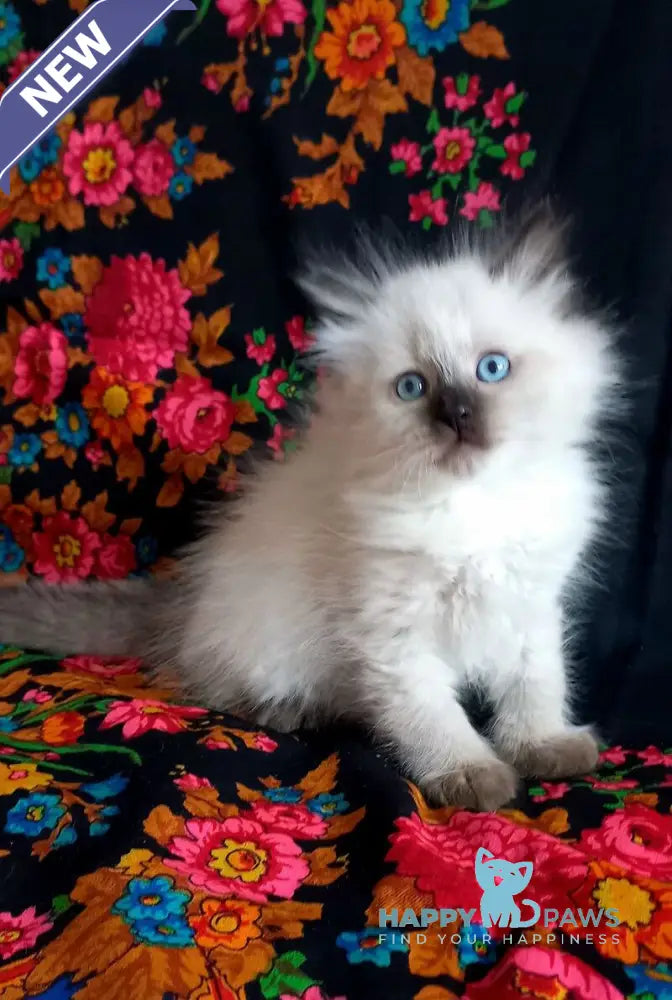 Langeron Siberian male black pointed live animals