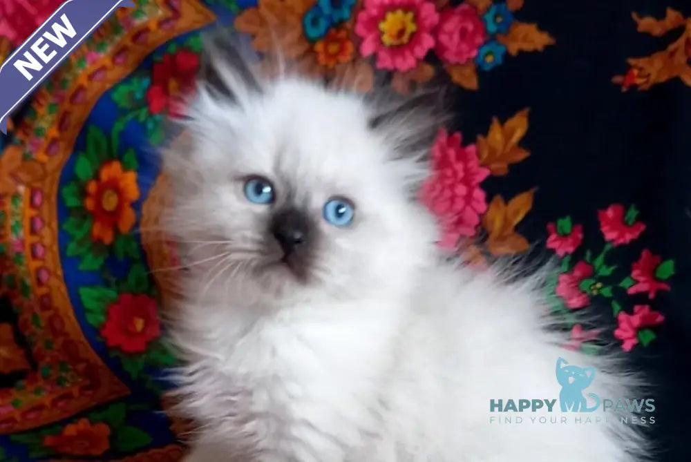 Langeron Siberian male black pointed live animals