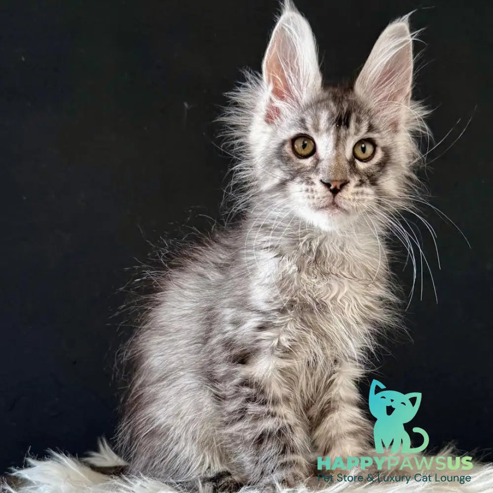 Lans Maine Coon male black silver tabby - live animals